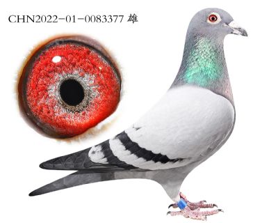 ŵ����x����ھ�.0083377