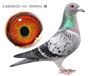 �����ز廷.����x����x��ʱ��.3595931