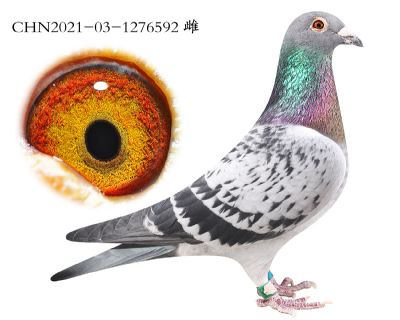 ��ʯ����ĸ.1276592