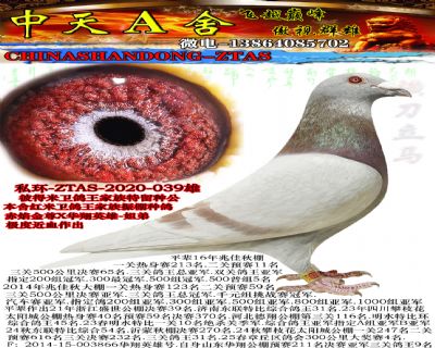 ����������Ѫ20