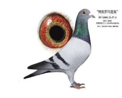 ���ر�������¡�