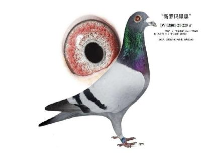 ����������¡�