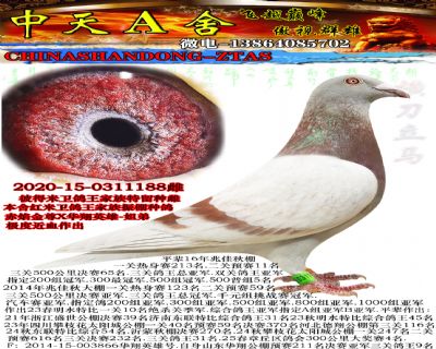 ���׽�Ѫ088�ִ�