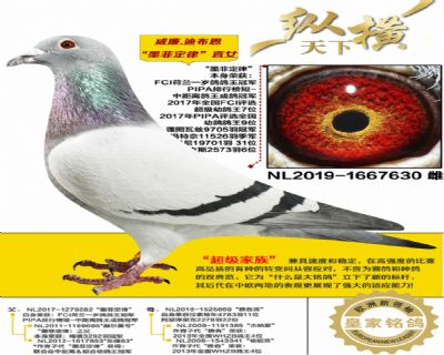 ������ĸ