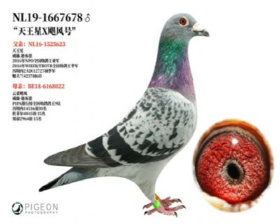 ������ֱ��