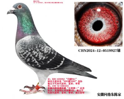 ���ǲ���961ֱ��