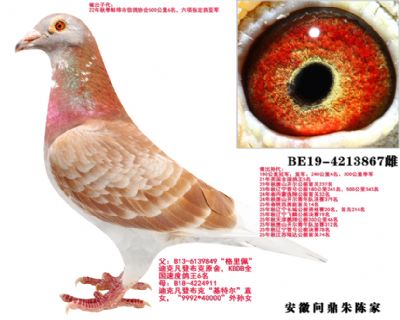 ������ֱŮ��ĸ867