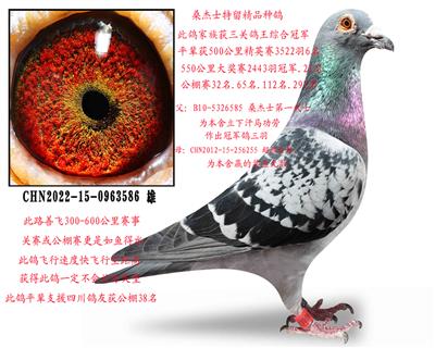 ɣ��ʿ��������