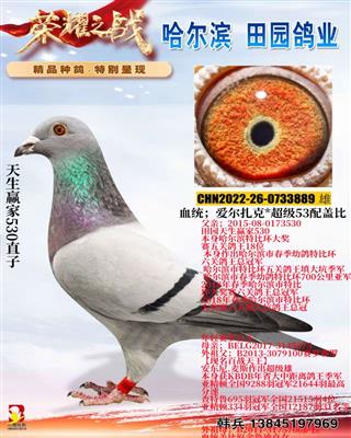 ����Ӯ��530ֱ��