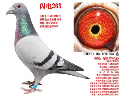 ɣ��ʿ ����263