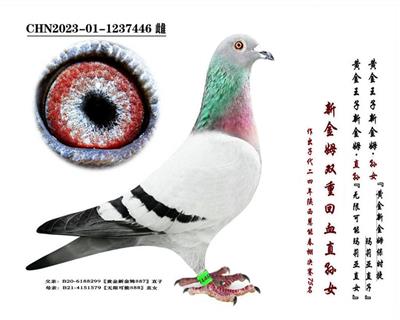 ���½�ķ��˫�ػ�Ѫ�Ӵ�