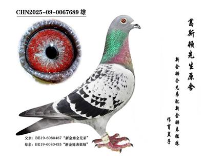 ���½�ķȫ�ֵܡ�ֱ��