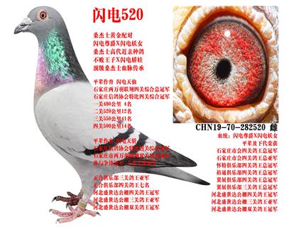 ɣ��ʿ ����520