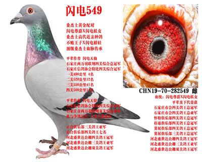 ɣ��ʿ ����549