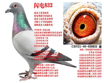 ɣ��ʿ ����833