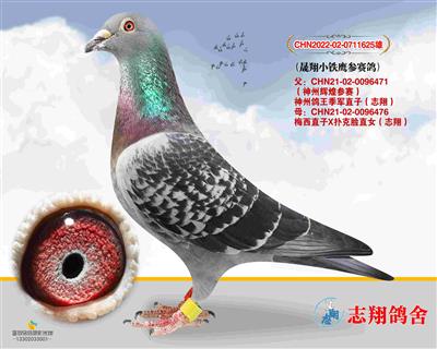 С��ӥ������ ���ݸ���ֱ��