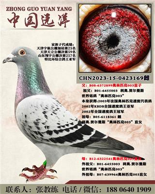 ���겻���ɼ�����