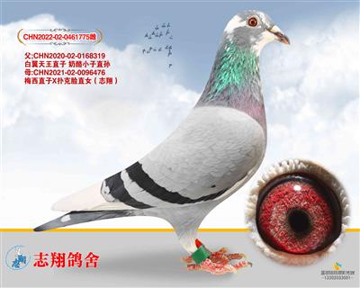 ��˳�²�����