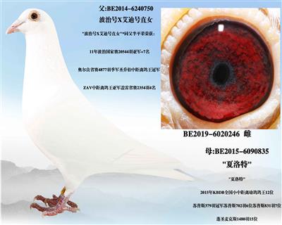 ���κŻ�Ѫ���