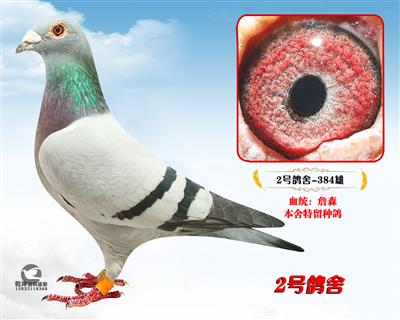 ��˽��384��