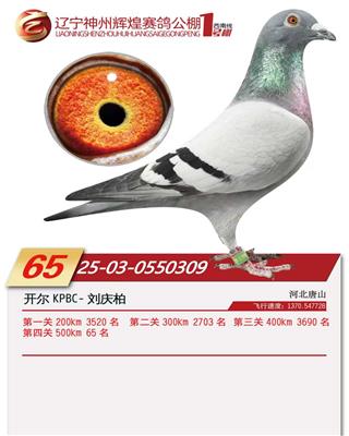 25�������ݻԻ�1�������65��