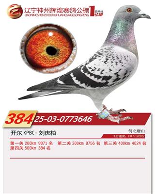 25���������x��1̖(h��o)��Qِ384��