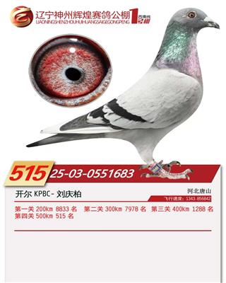 25���������x��1̖(h��o)��Qِ515��