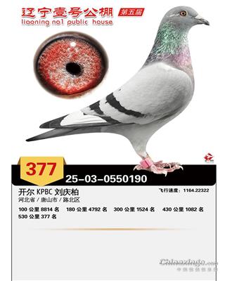 25��������Ҽ�ž���377��