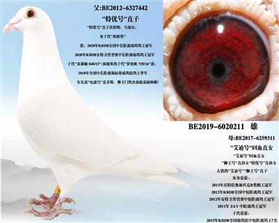 �����Ϻš���Ѫ