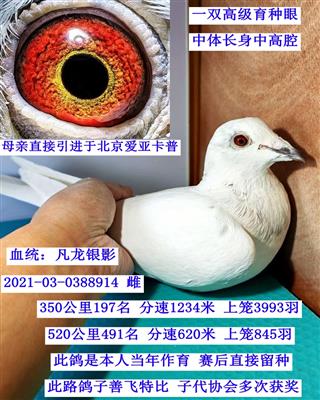 ������Ӱ��