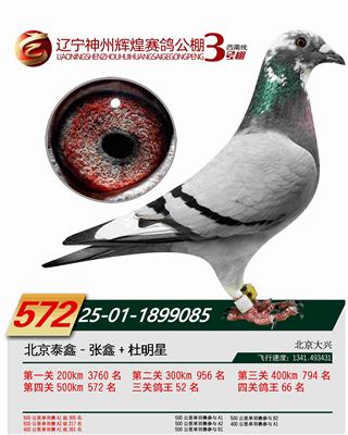 �������ݻԻ�3�������572��