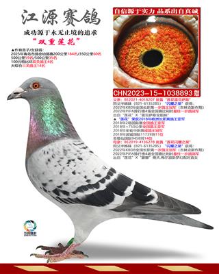 ˫������-����