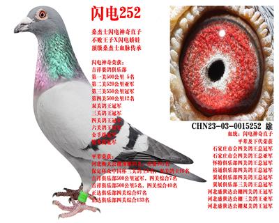 ɣ��ʿ ����252