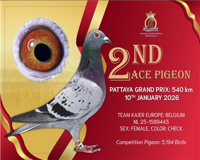 25��̩�������Ÿ����Ǿ�������16��