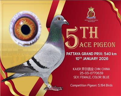 25��̩�������Ÿ���5��������48��