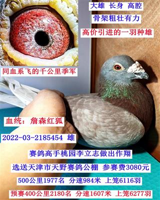 ղɭ�������