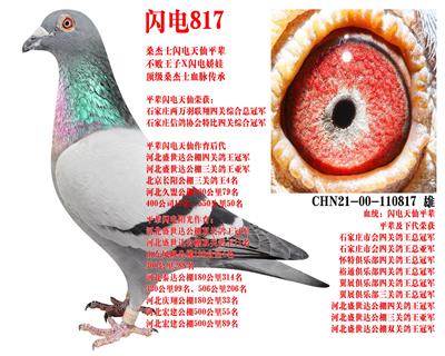 ɣ��ʿ ����817