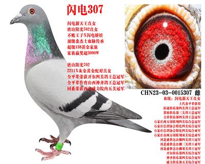 ɣ��ʿ ����307