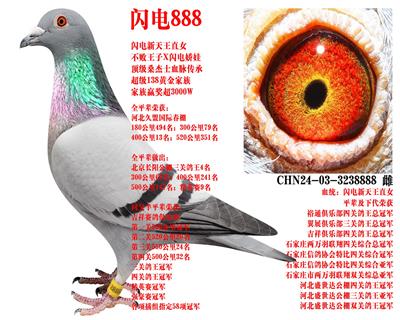 ɣ��ʿ ����888