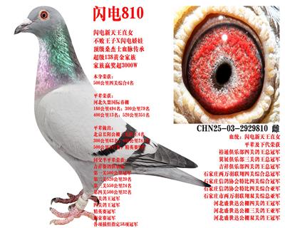 ɣ��ʿ ����810