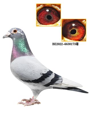 ���ǲ���Ѫϵ