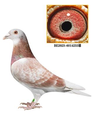 ���ǲ���Ѫϵ