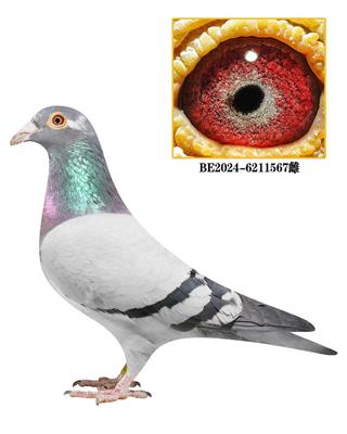 ���ǲ���Ѫϵ