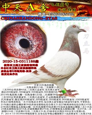 ���׽�Ѫ088�ִ�