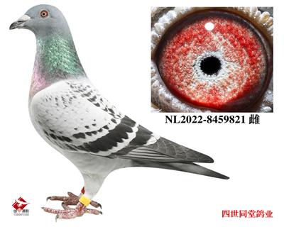 ��������ֱŮ