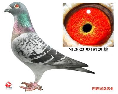 ɽ��*��������ʹ