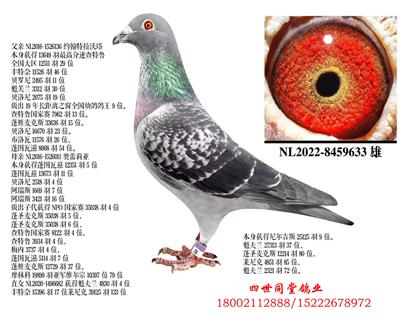 Լ����������*��������