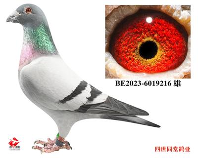 ����޽�̩˹ԭ��216