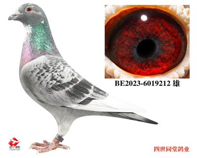 ����޽�̩˹ԭ��212