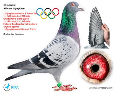 Ѫ�y(t��ng)��